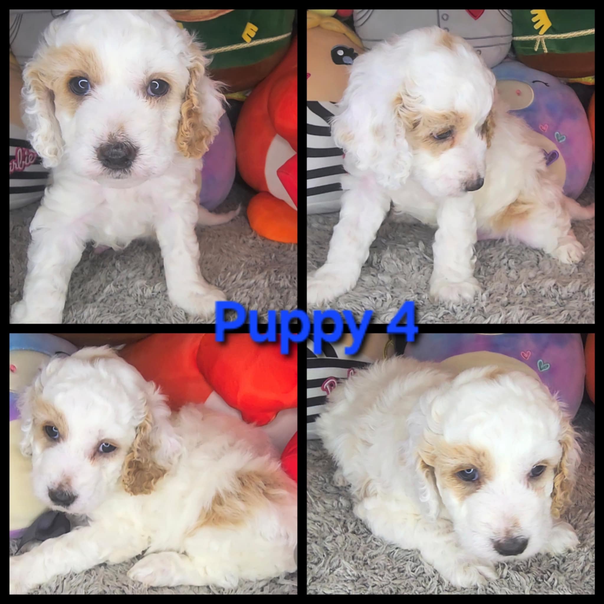 Puppies for sale