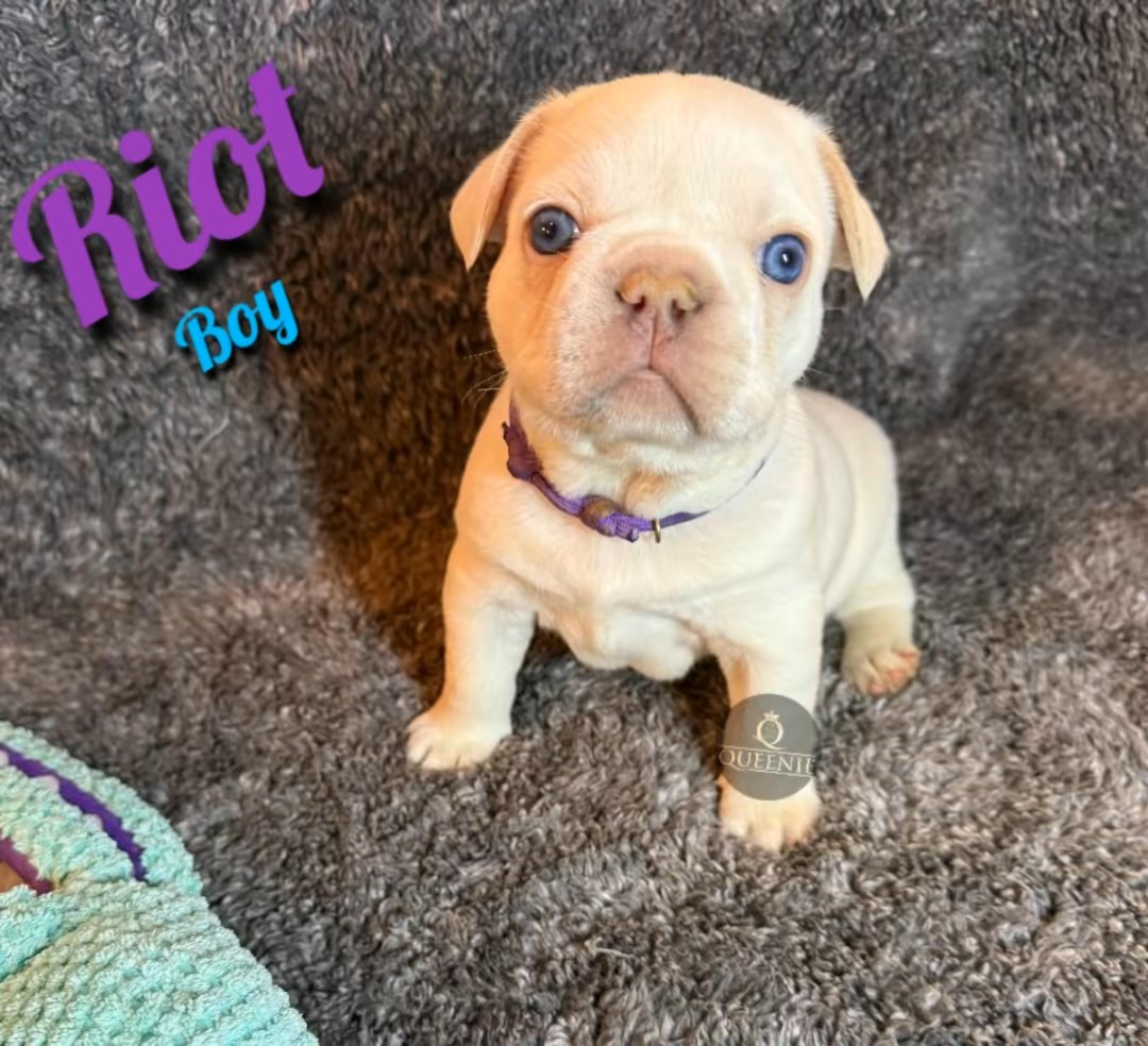 Pure bred French Bulldog Puppy