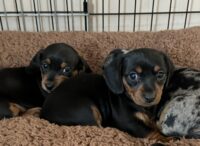 Mini Dachshund Puppies for sale