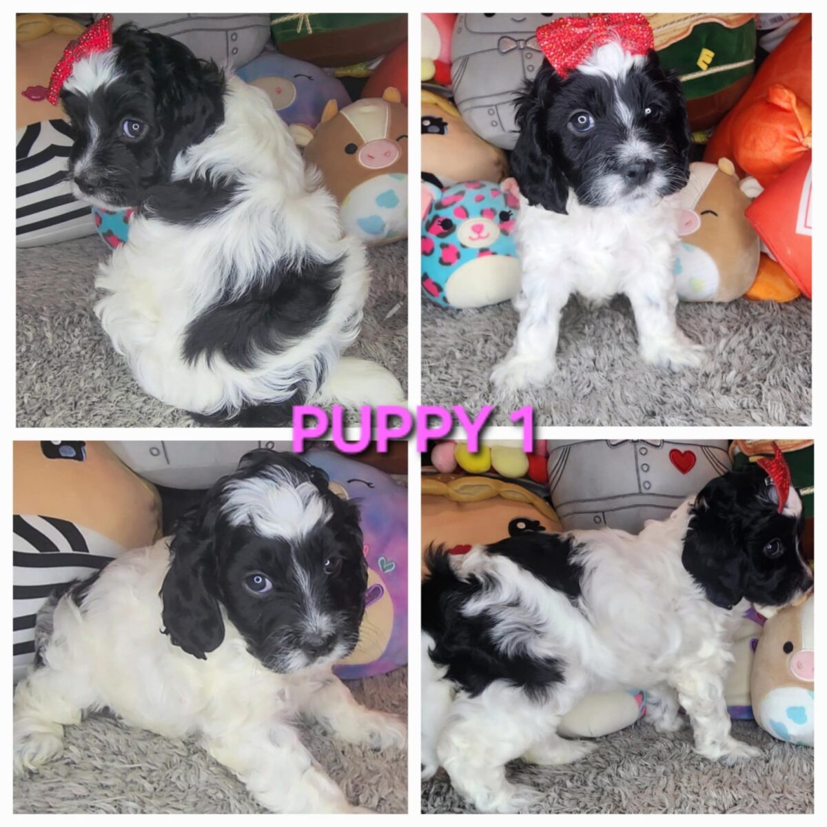 Puppies for sale
