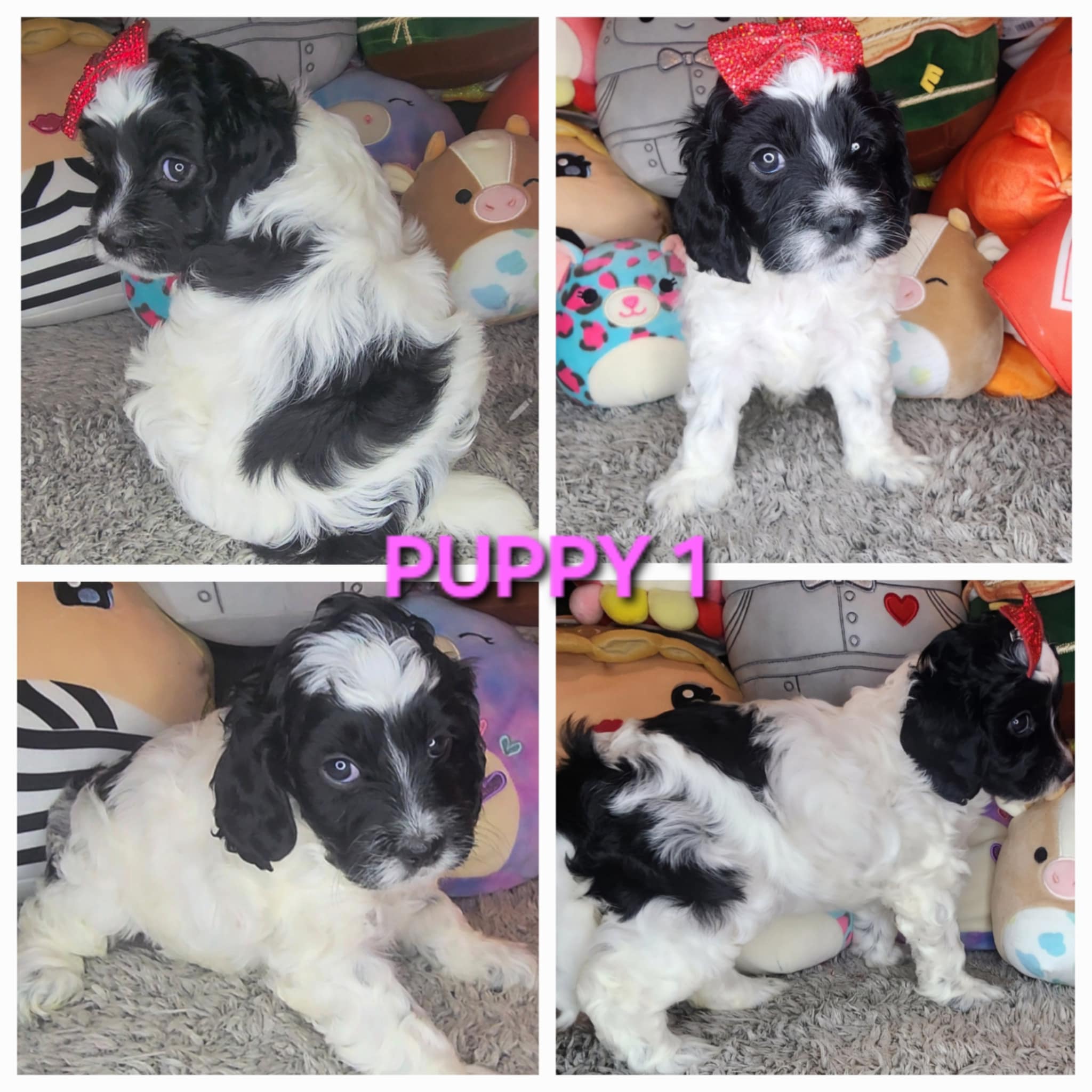 Puppies for sale