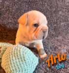 Pure bred French Bulldog Puppy