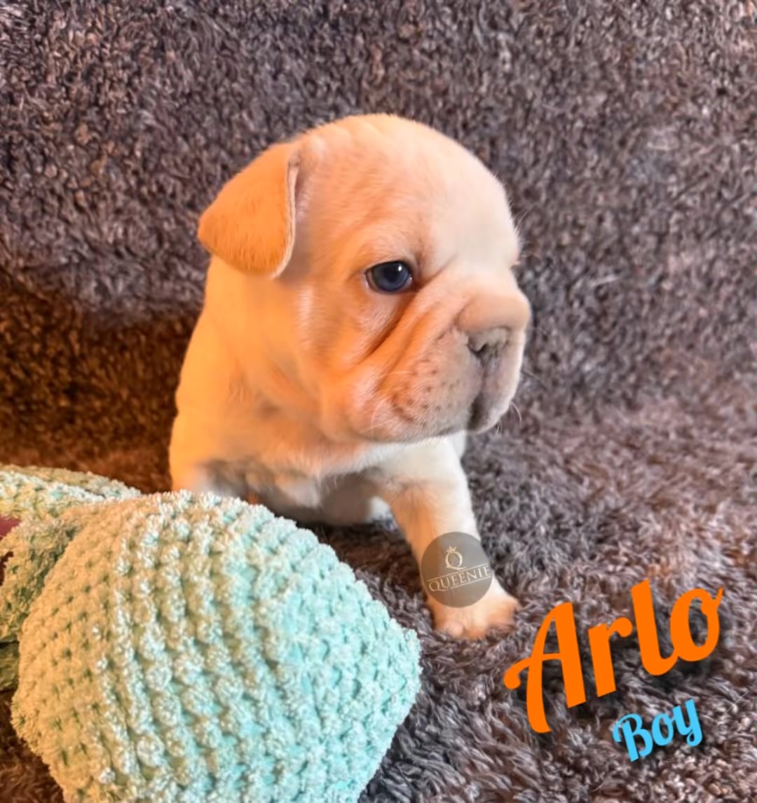 Pure bred French Bulldog Puppy