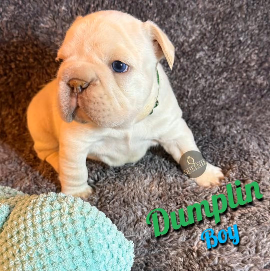 Pure bred French Bulldog Puppy