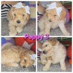 Puppies for sale