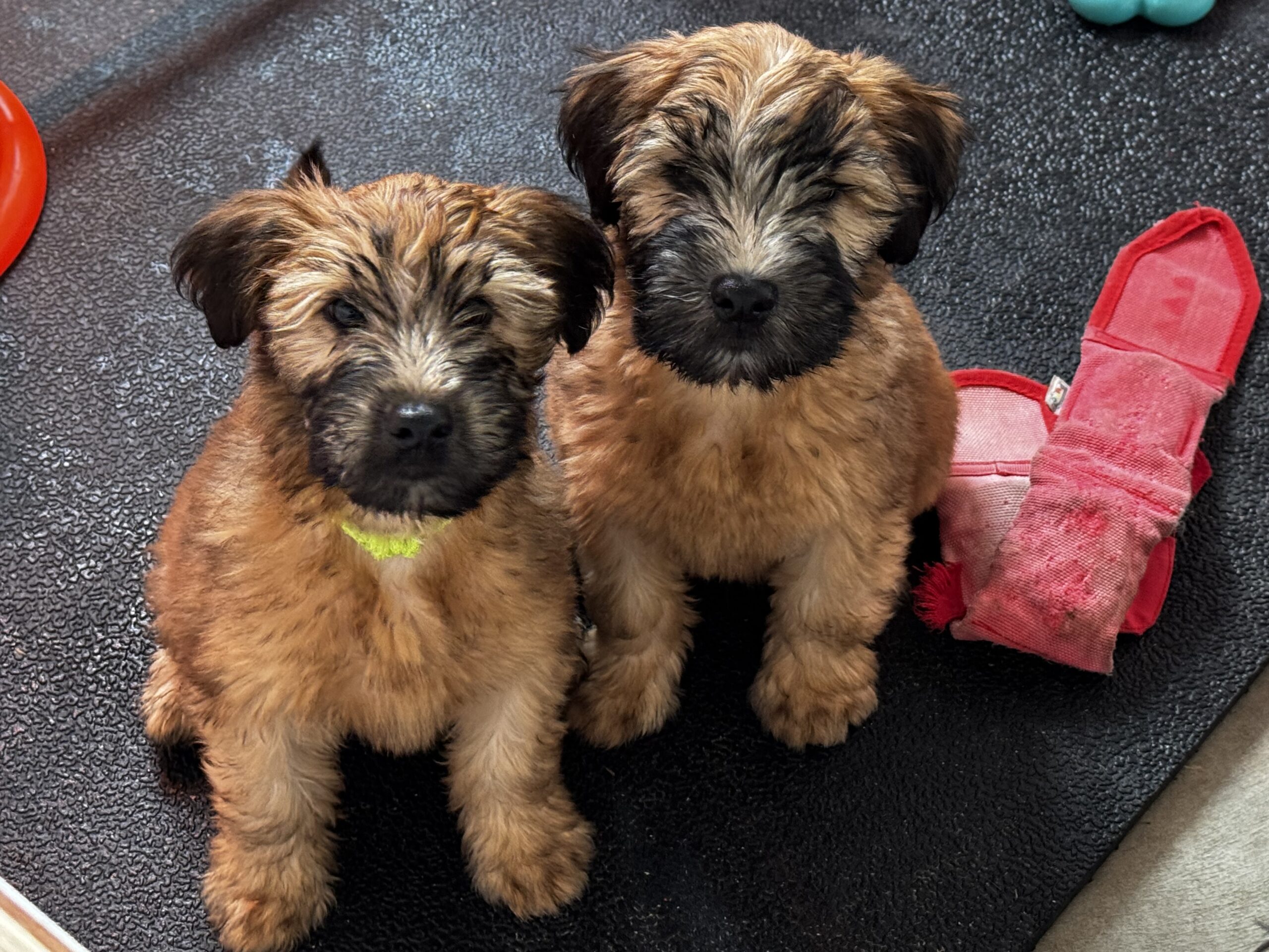 Soft Coated Wheaten terrier puppies