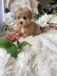 Maltipoo Puppy For Sale