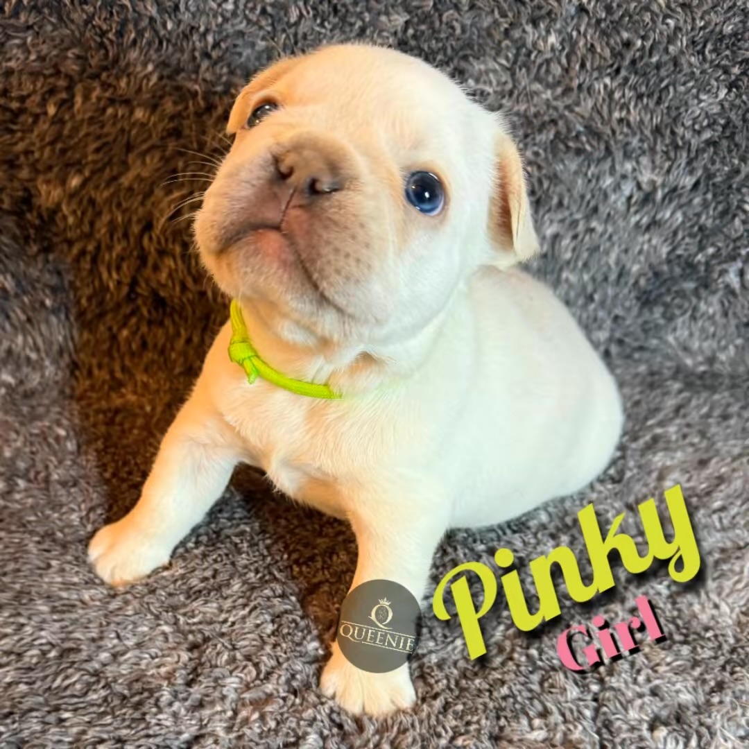 Pure bred French Bulldog Puppy