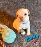 Pure bred French Bulldog Puppy