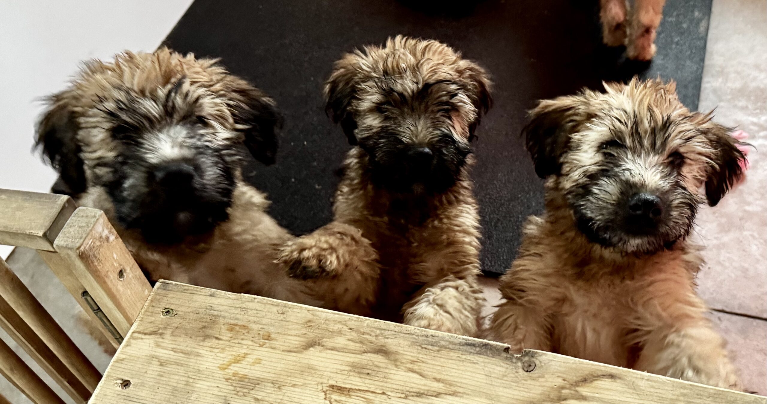 Soft Coated Wheaten terrier puppies