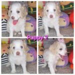 Puppies for sale