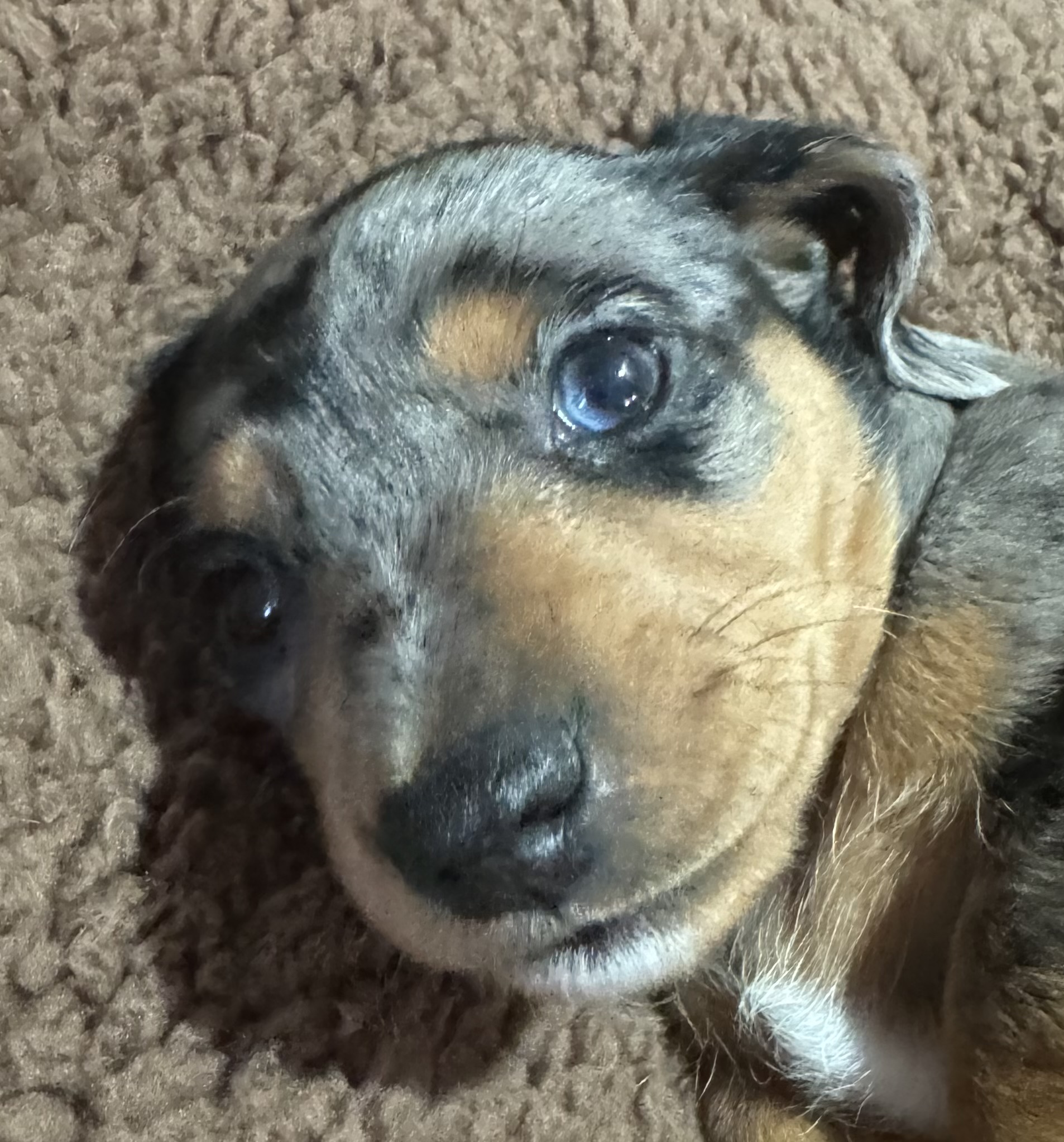 Mini Dachshund Puppy for sale