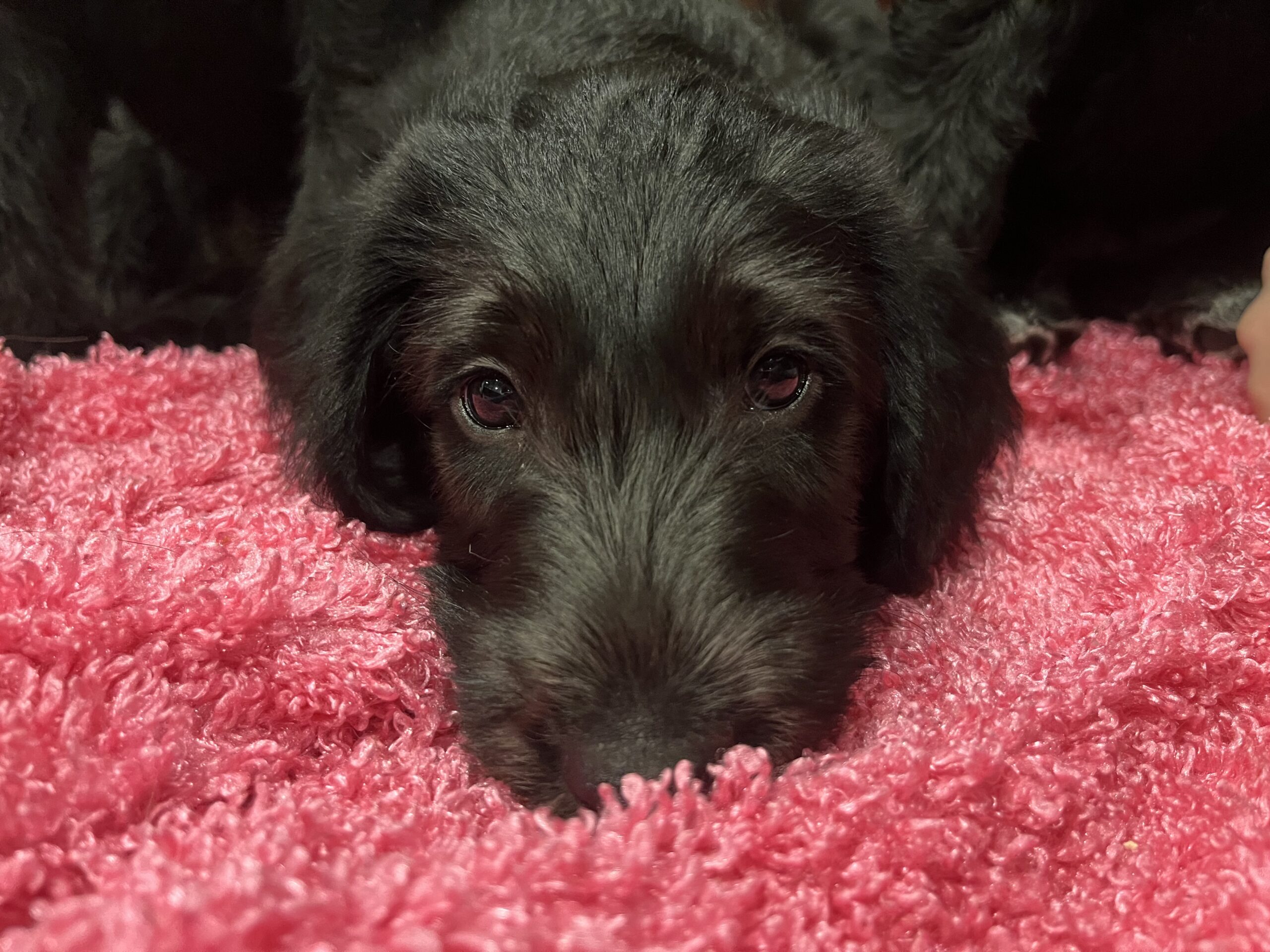 Irish wolfhound / Standard poodle