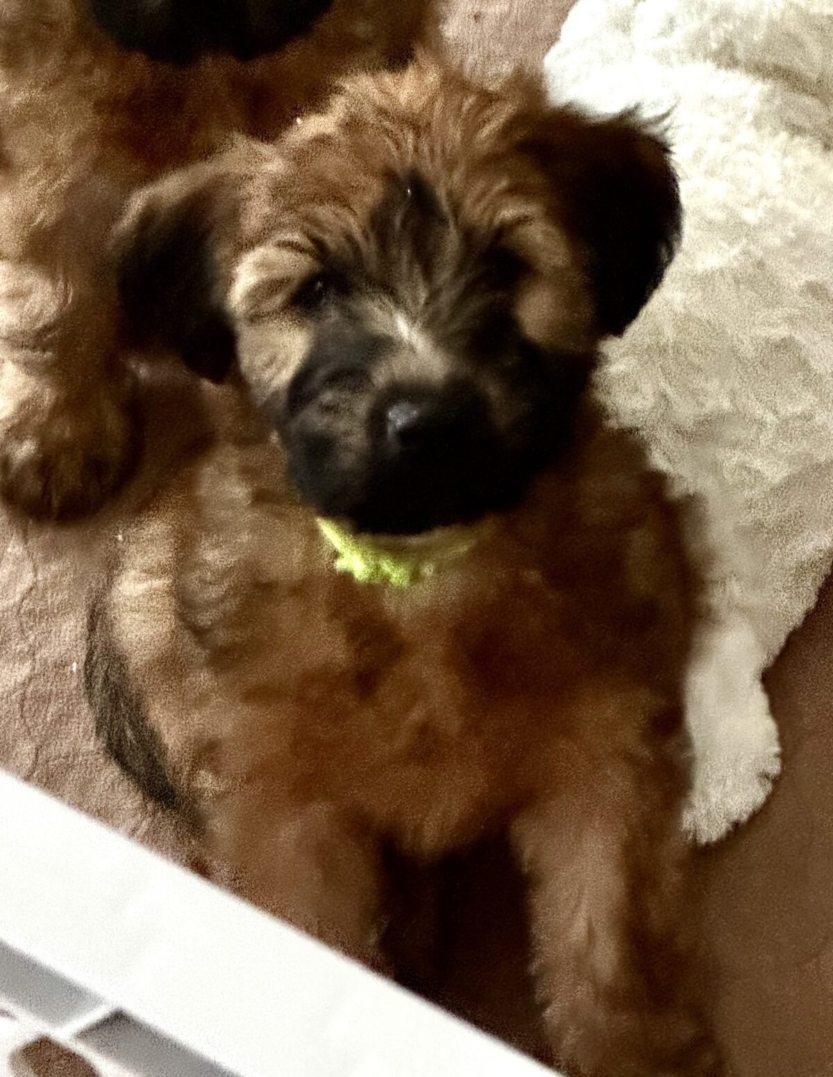 Soft Coated Wheaten terrier puppies