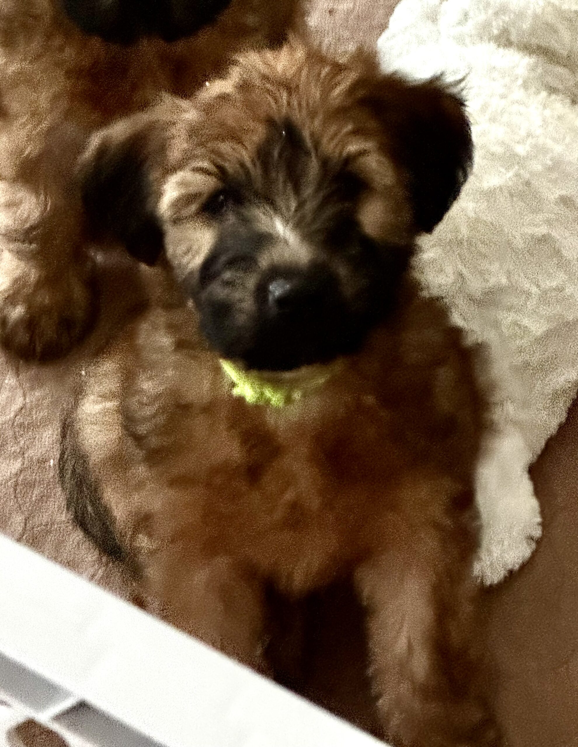 Soft Coated Wheaten terrier puppies