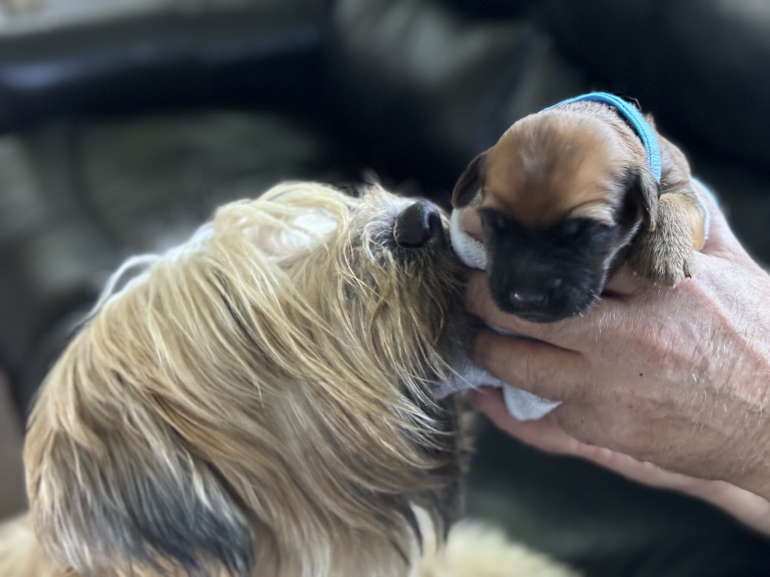 Soft Coated Wheaten terrier puppies