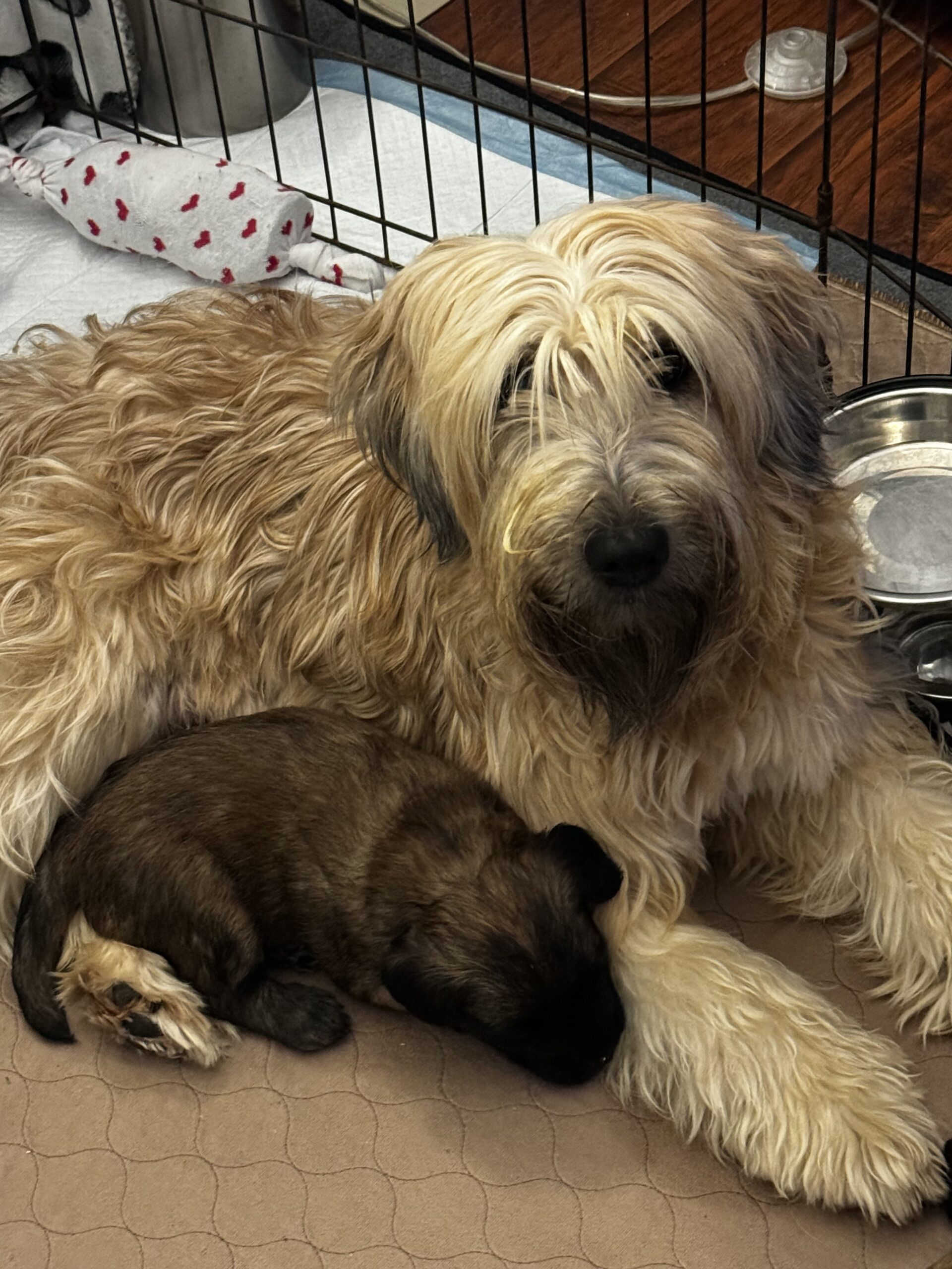 Soft Coated Wheaten terrier puppies