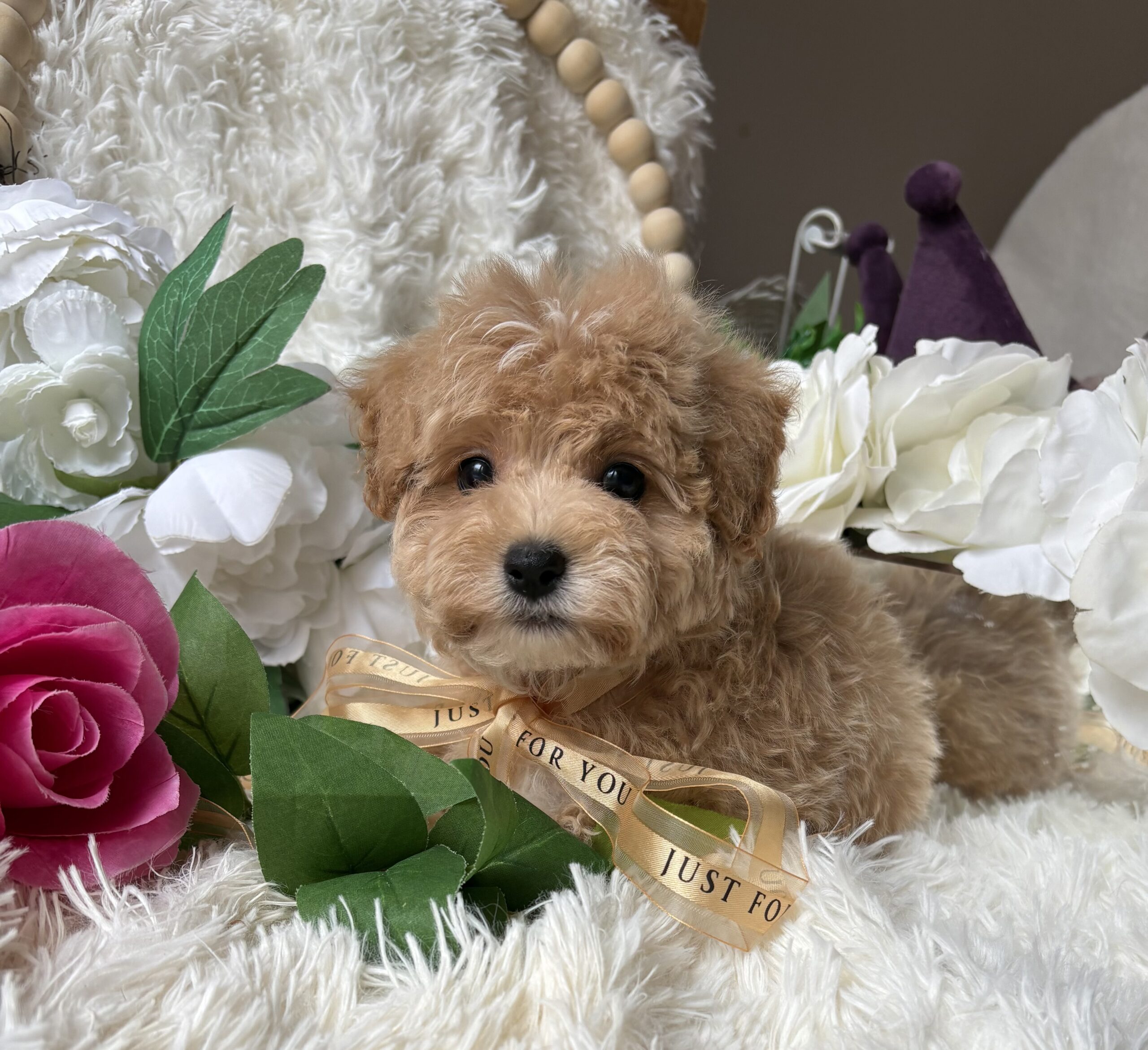 Maltipoo Puppy For Sale