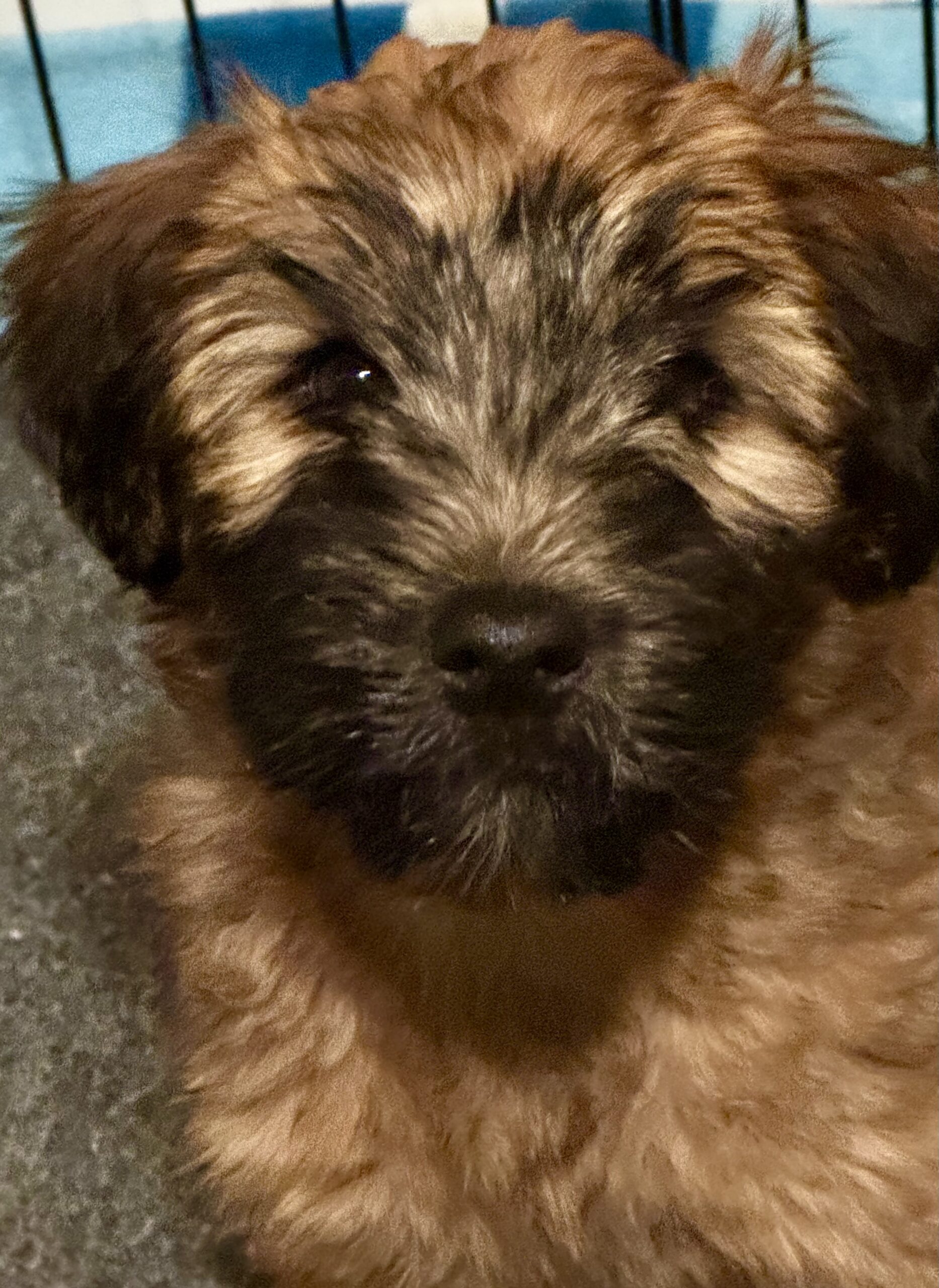 Soft Coated Wheaten terrier puppy