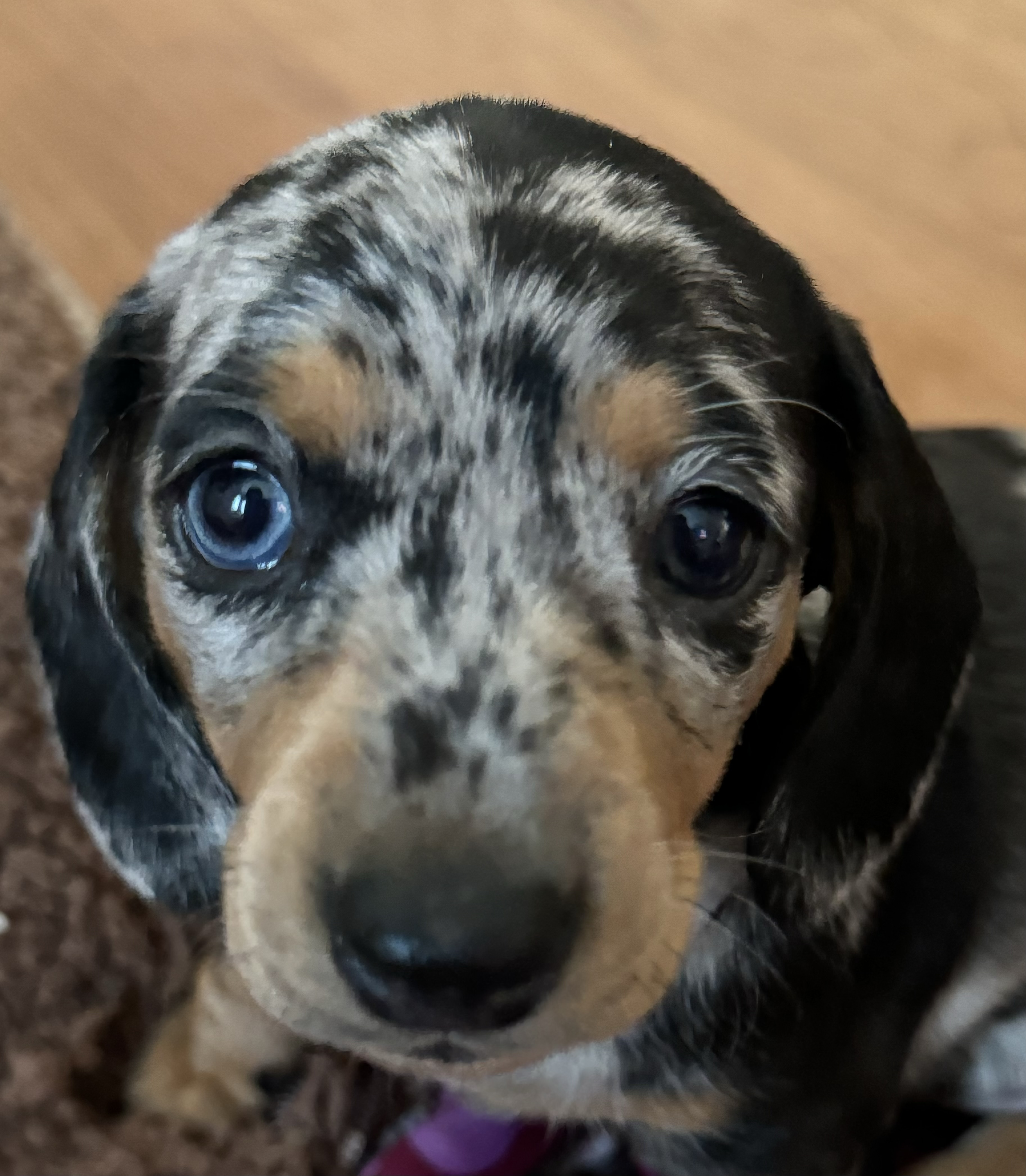 Mini Dachshund Puppy for sale