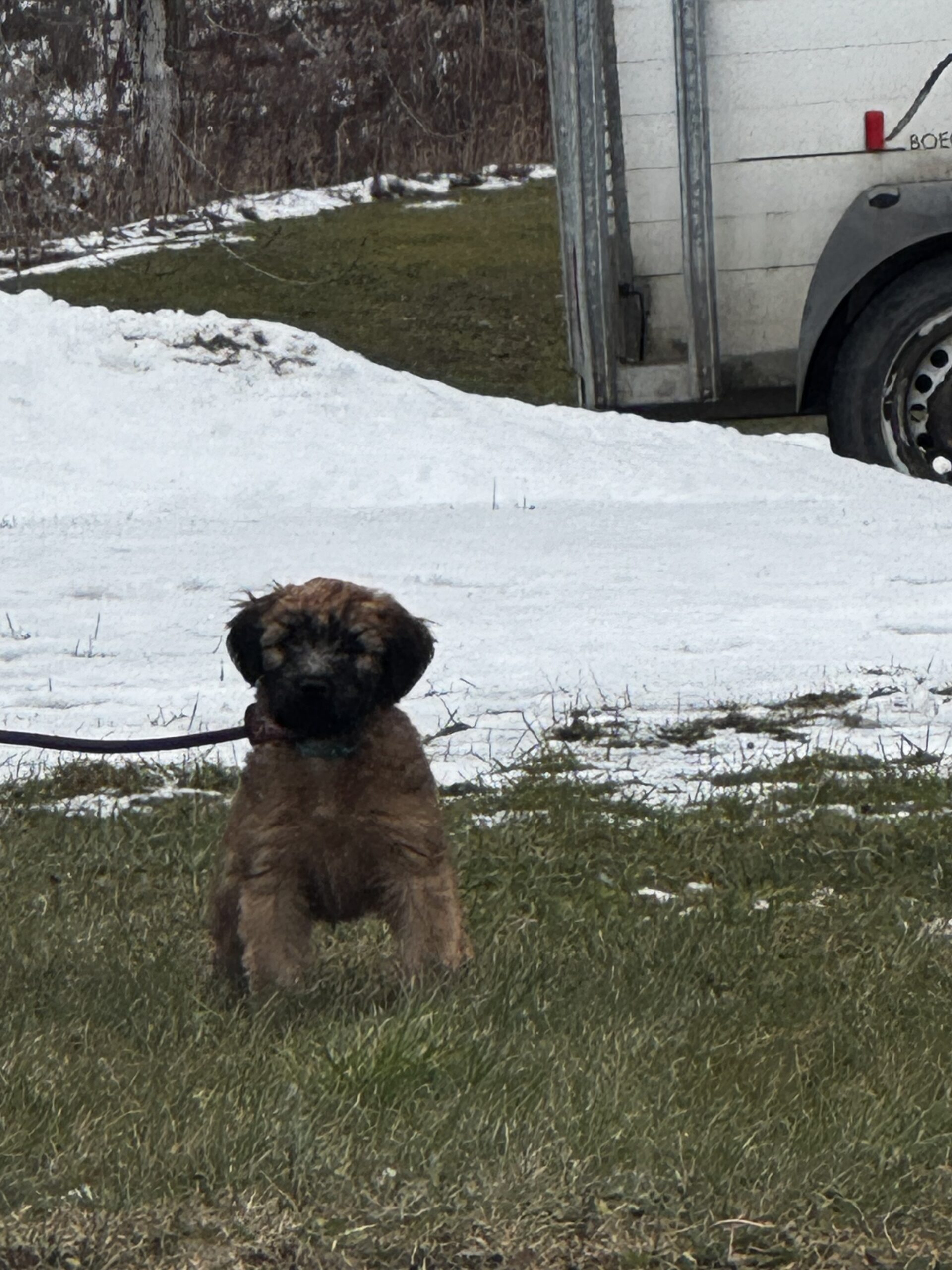 Soft Coated Wheaten terrier puppies