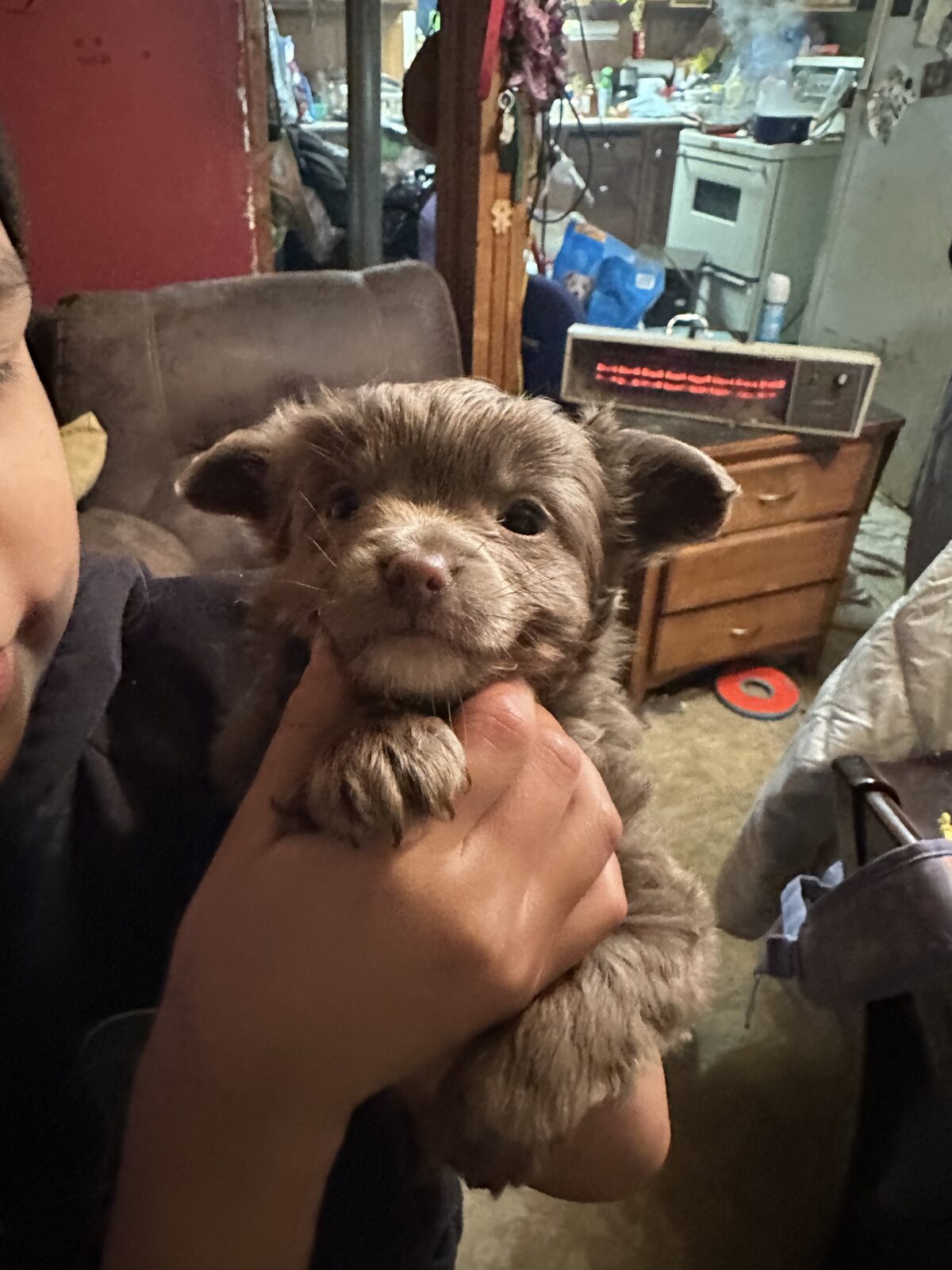 Long Hair Chihuahua Puppy