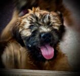 Soft Coated Wheaten terrier puppy