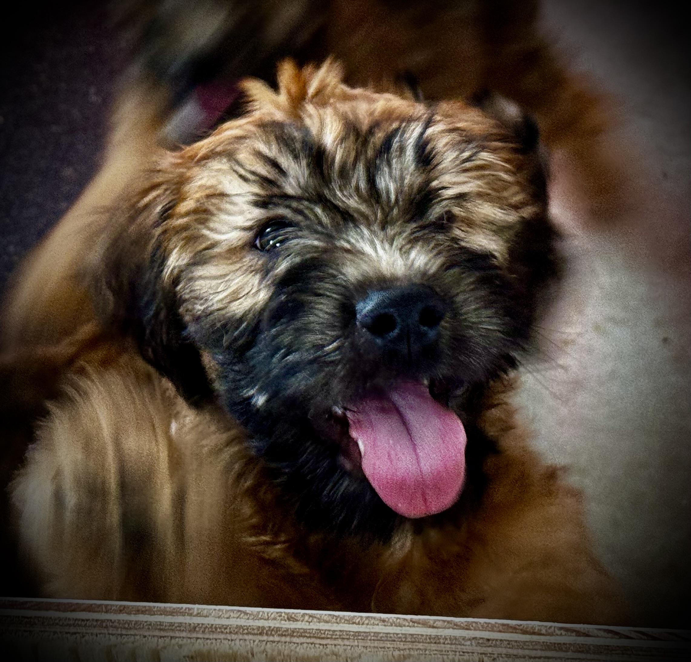 Soft Coated Wheaten terrier puppy