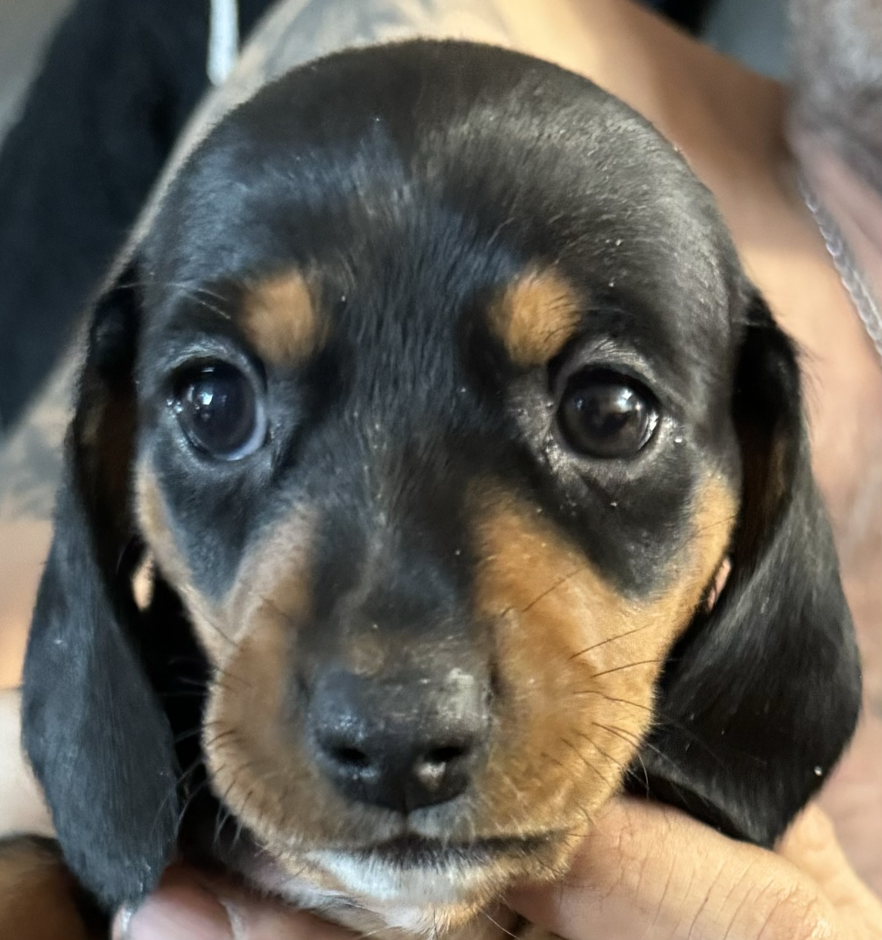 Mini Dachshund Puppy for sale