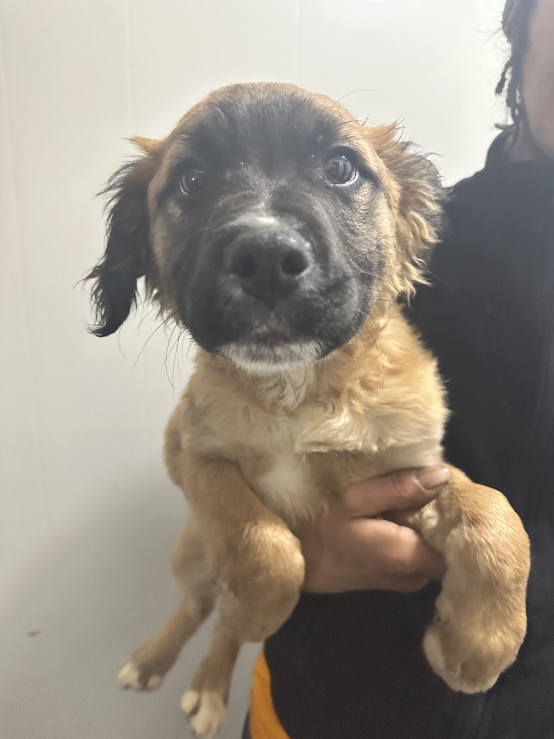 mixed breed puppies for sale