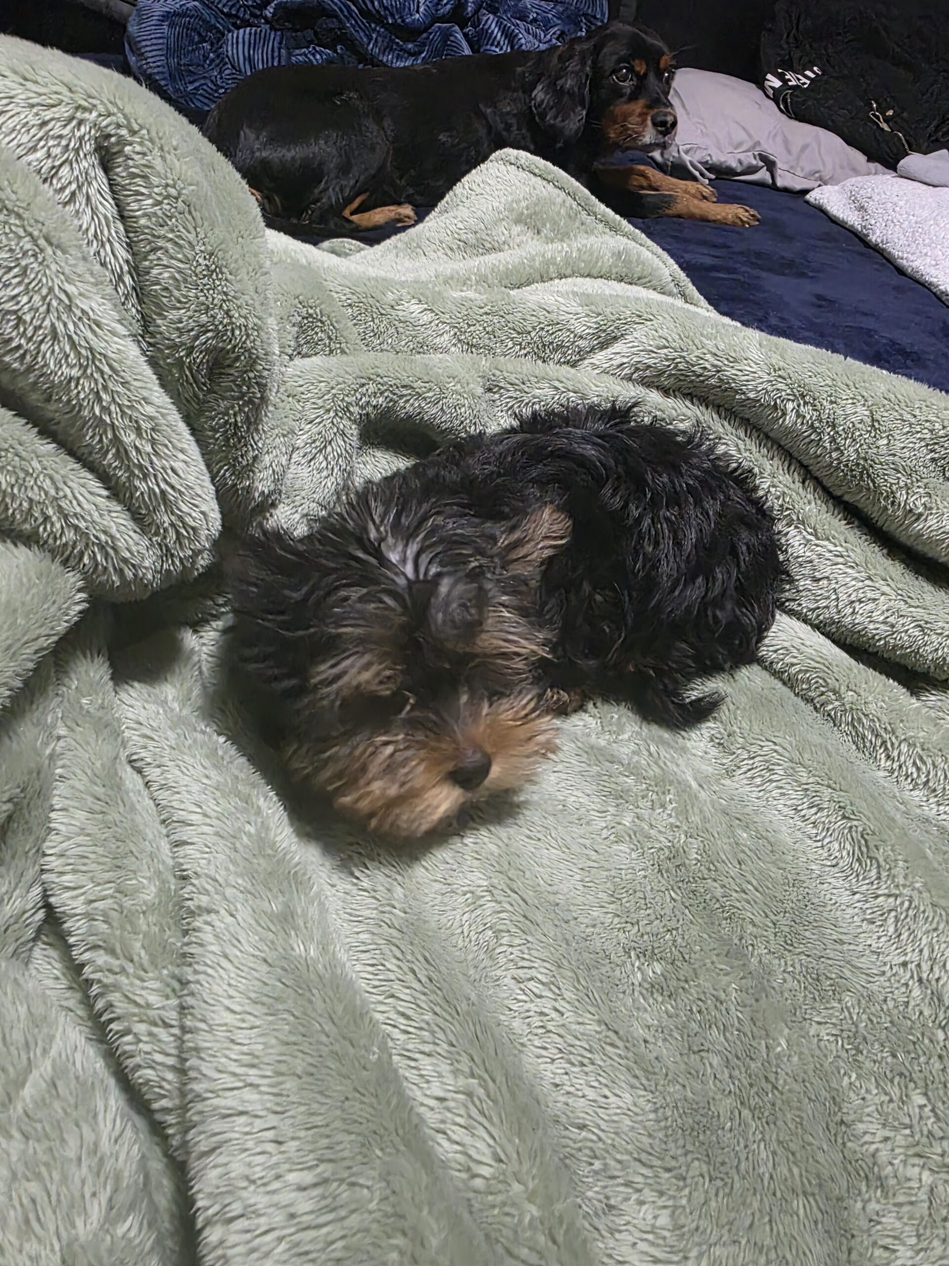 Yorkshire Terrier teacup puppies for sale