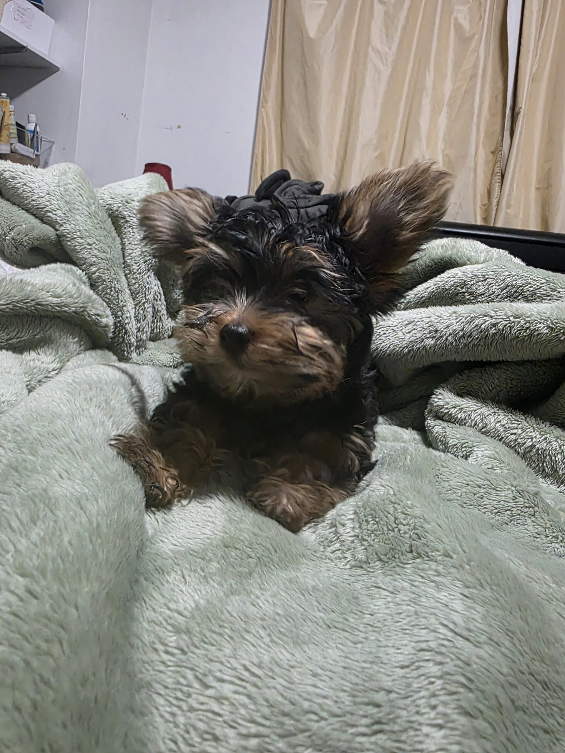 Yorkshire Terrier teacup puppies for sale
