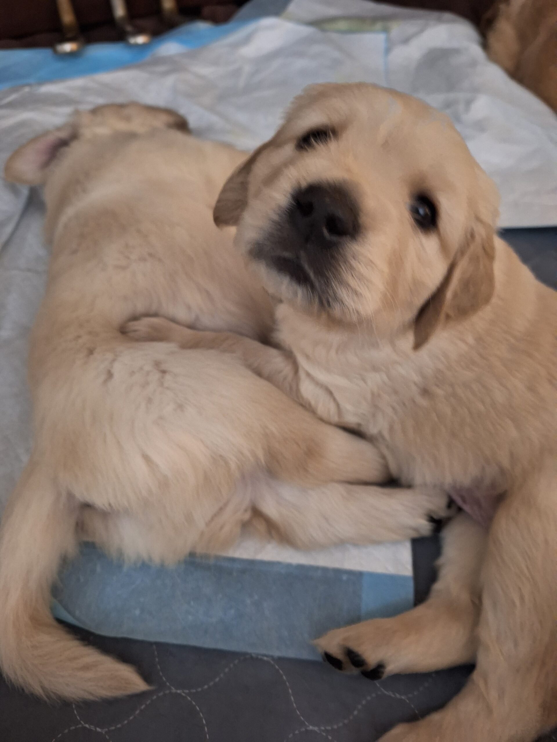 Golden Retriever Puppies for sale