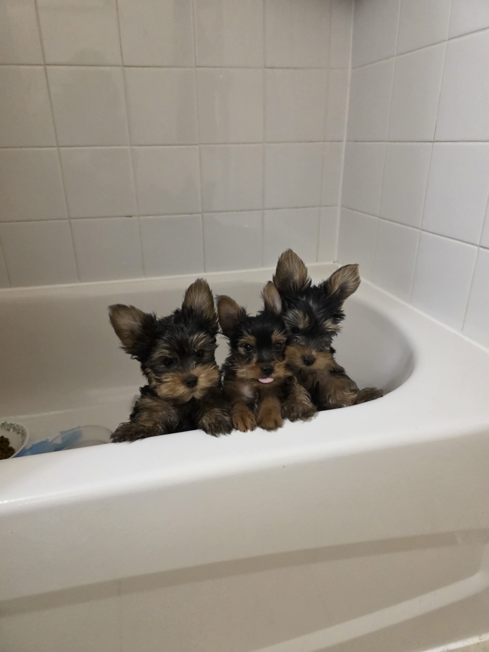 Yorkshire Terrier teacup puppies for sale