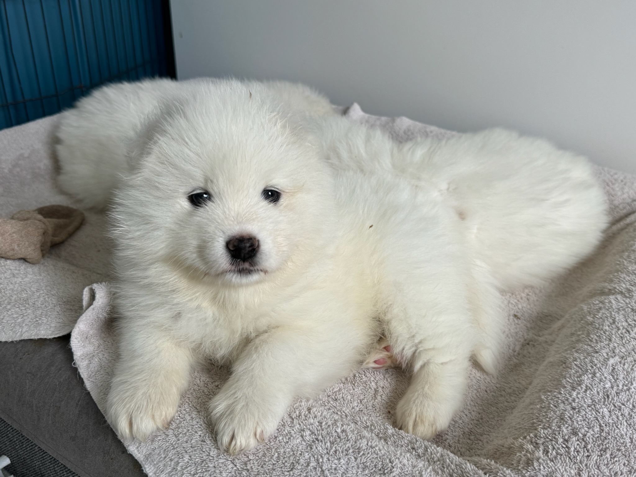 Samoyed Puppies for sale