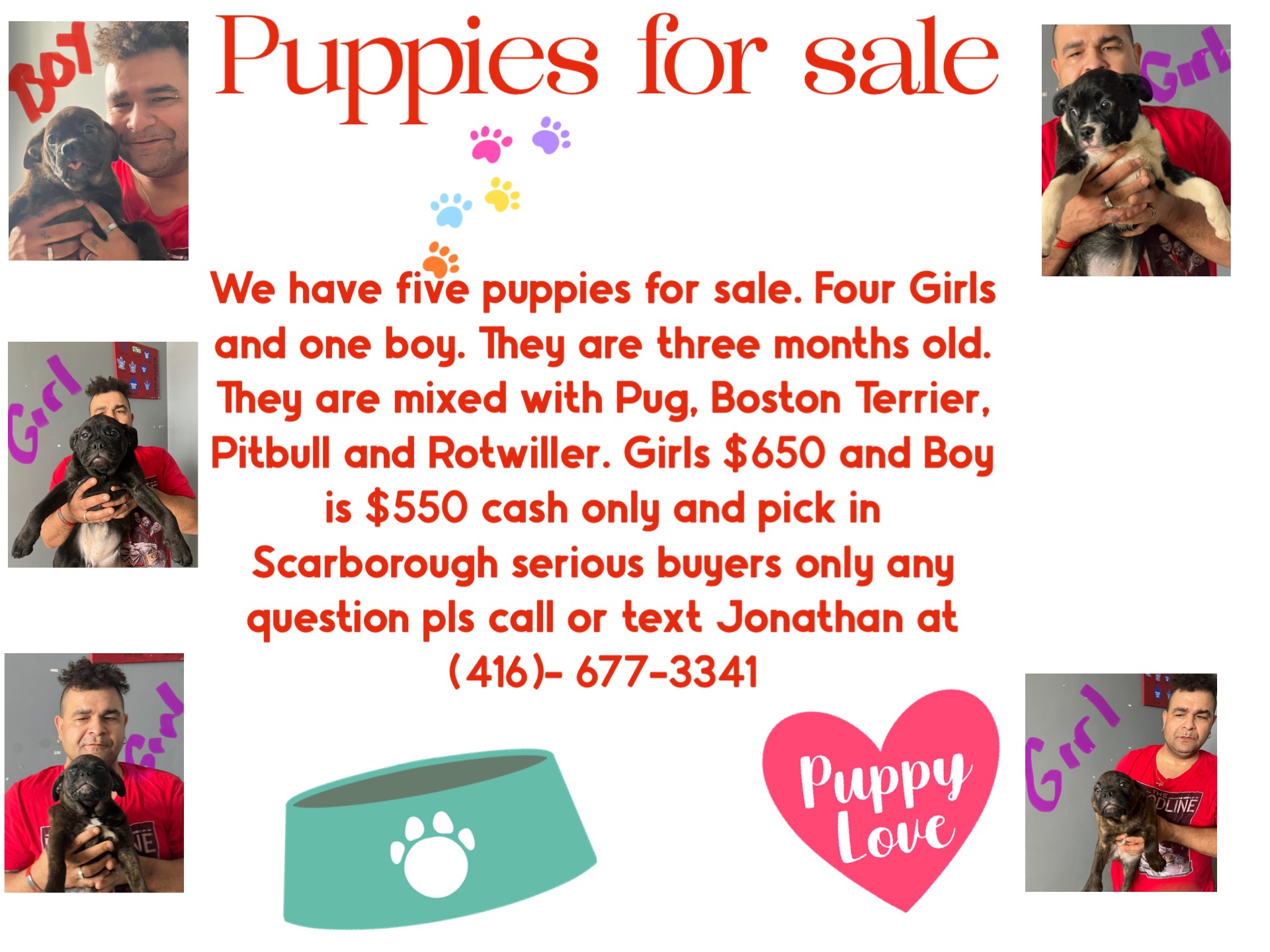 Puppies for sale