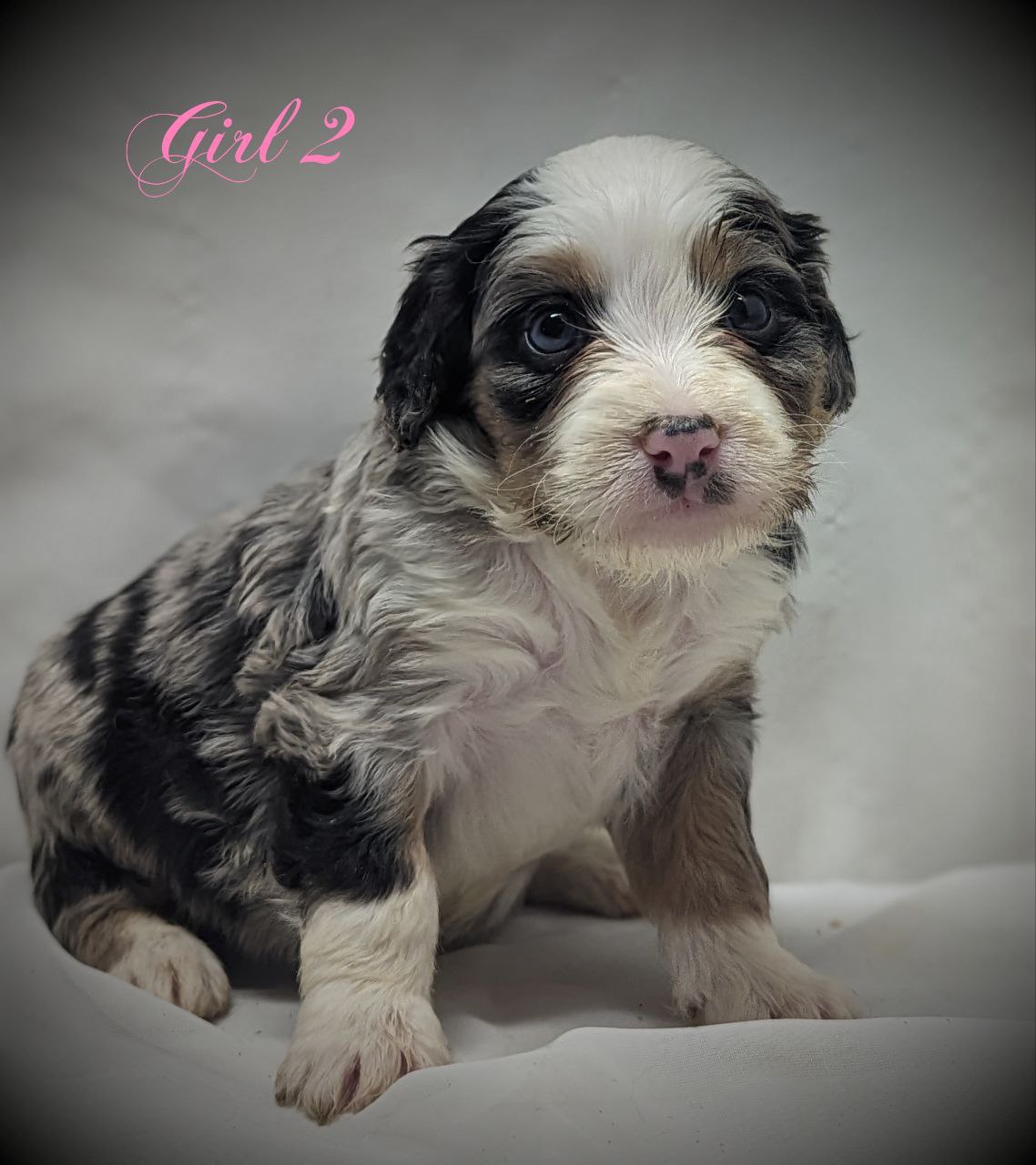 Bernedoodle Puppy for sale