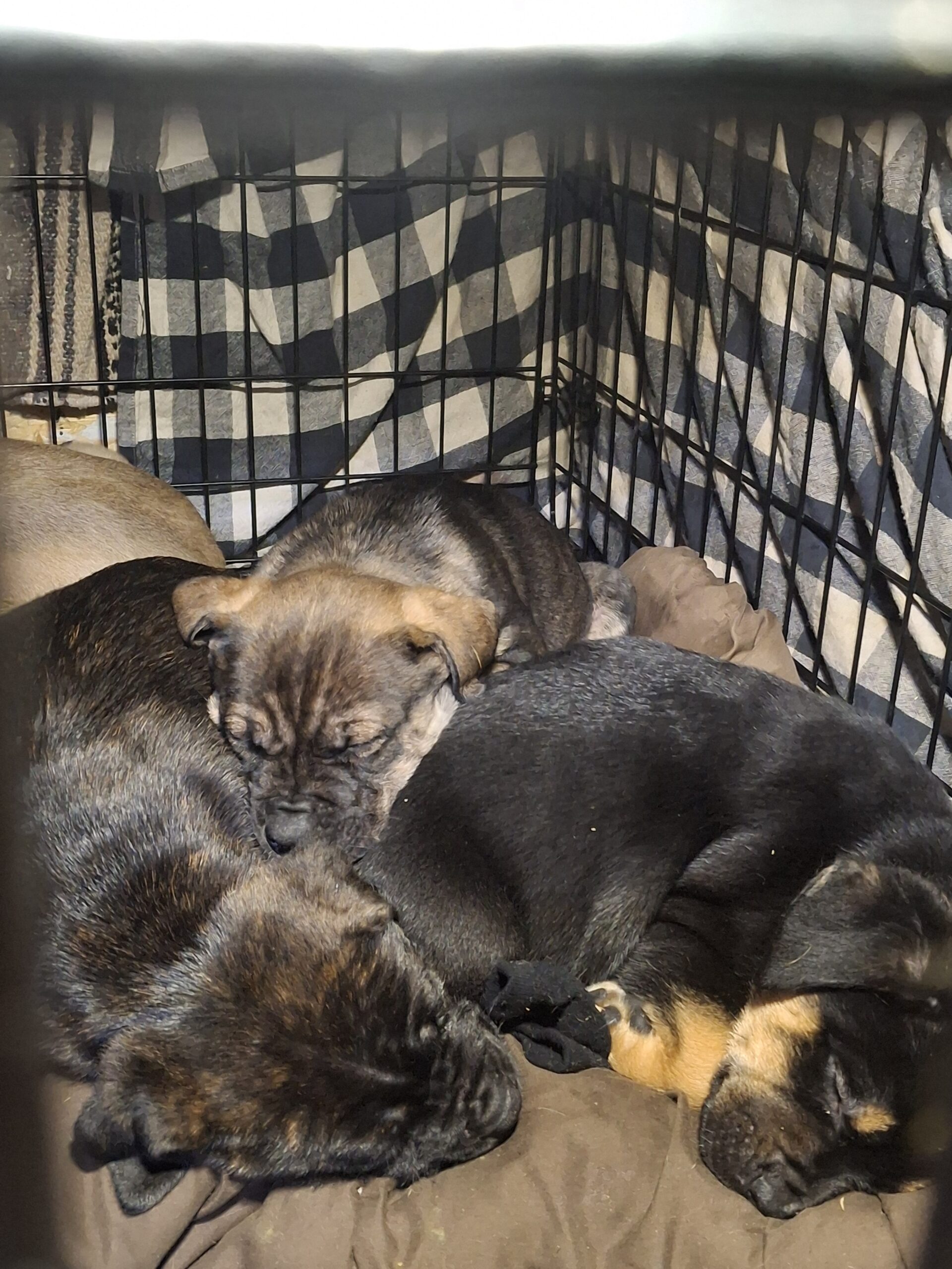 Puppies for sale