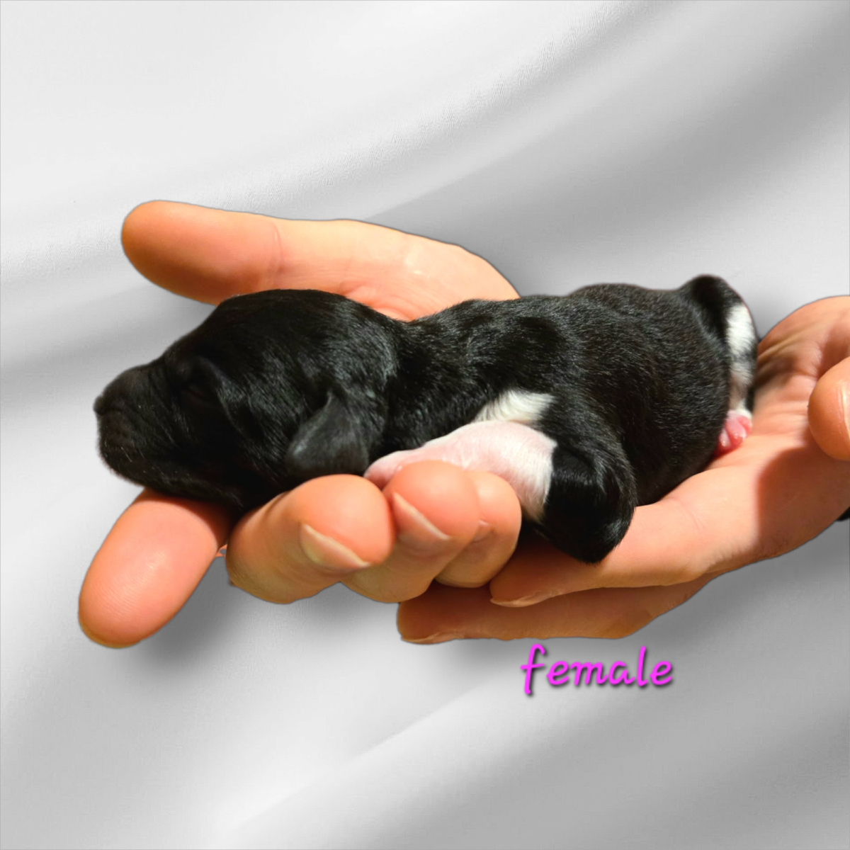 Bernedoodle Puppy For Sale