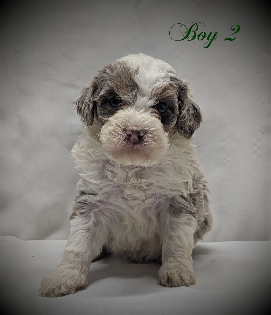 Bernedoodle Puppy for sale