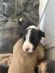 mixed breed puppies for sale