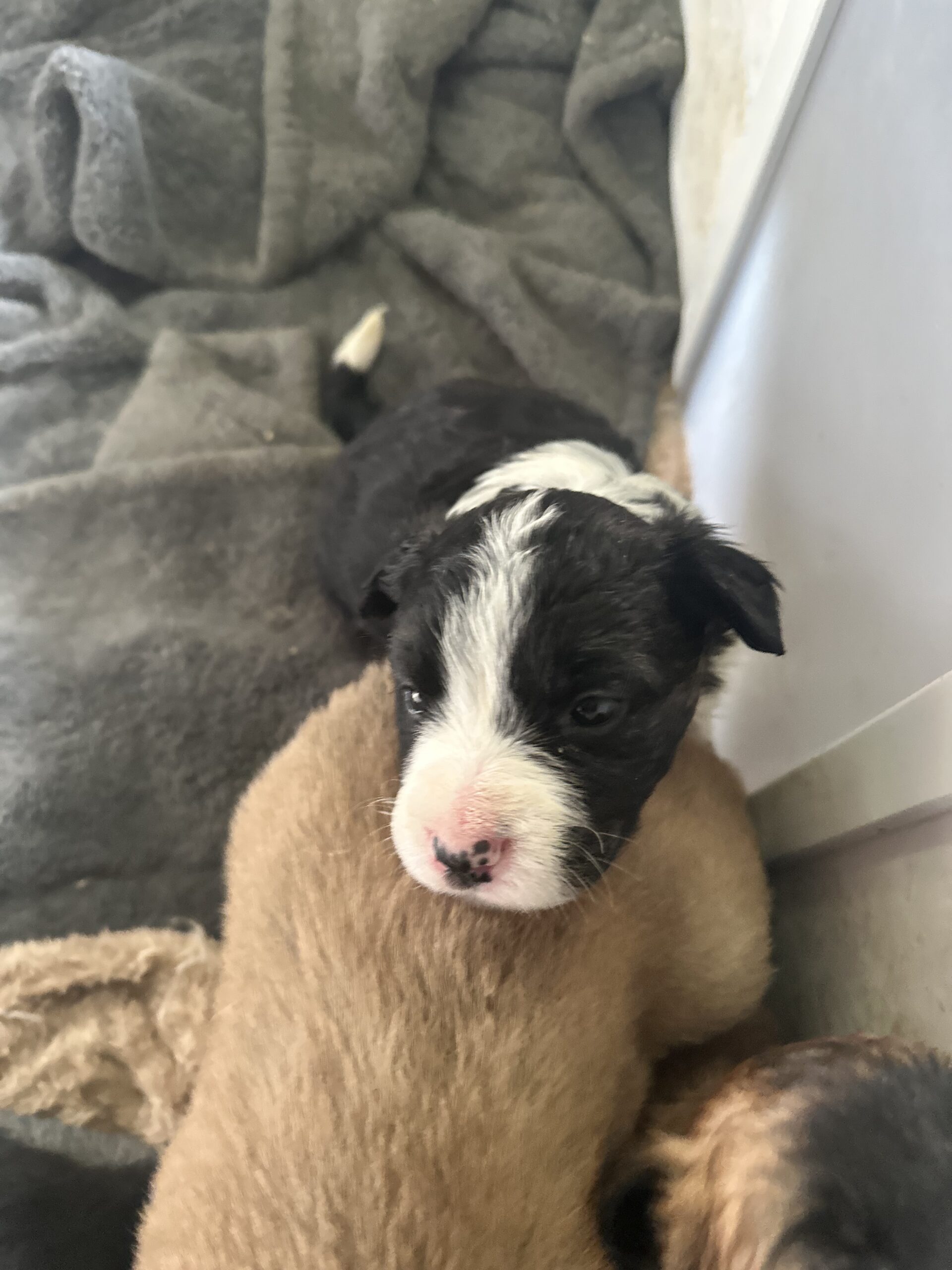 mixed breed puppies for sale