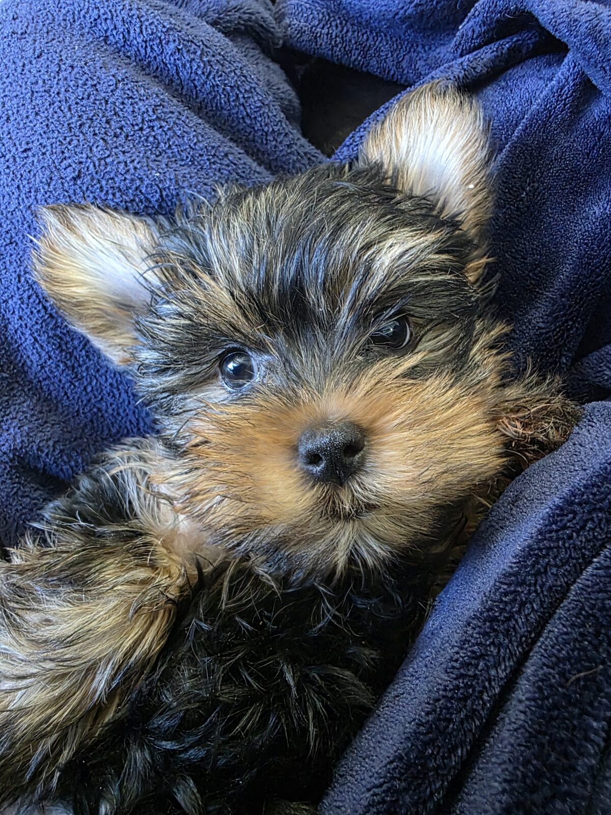 Yorkshire Terrier teacup puppies for sale