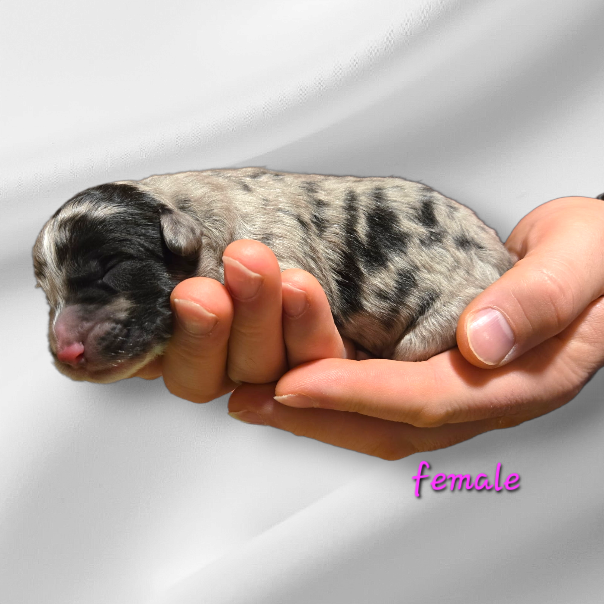 Bernedoodle Puppy For Sale