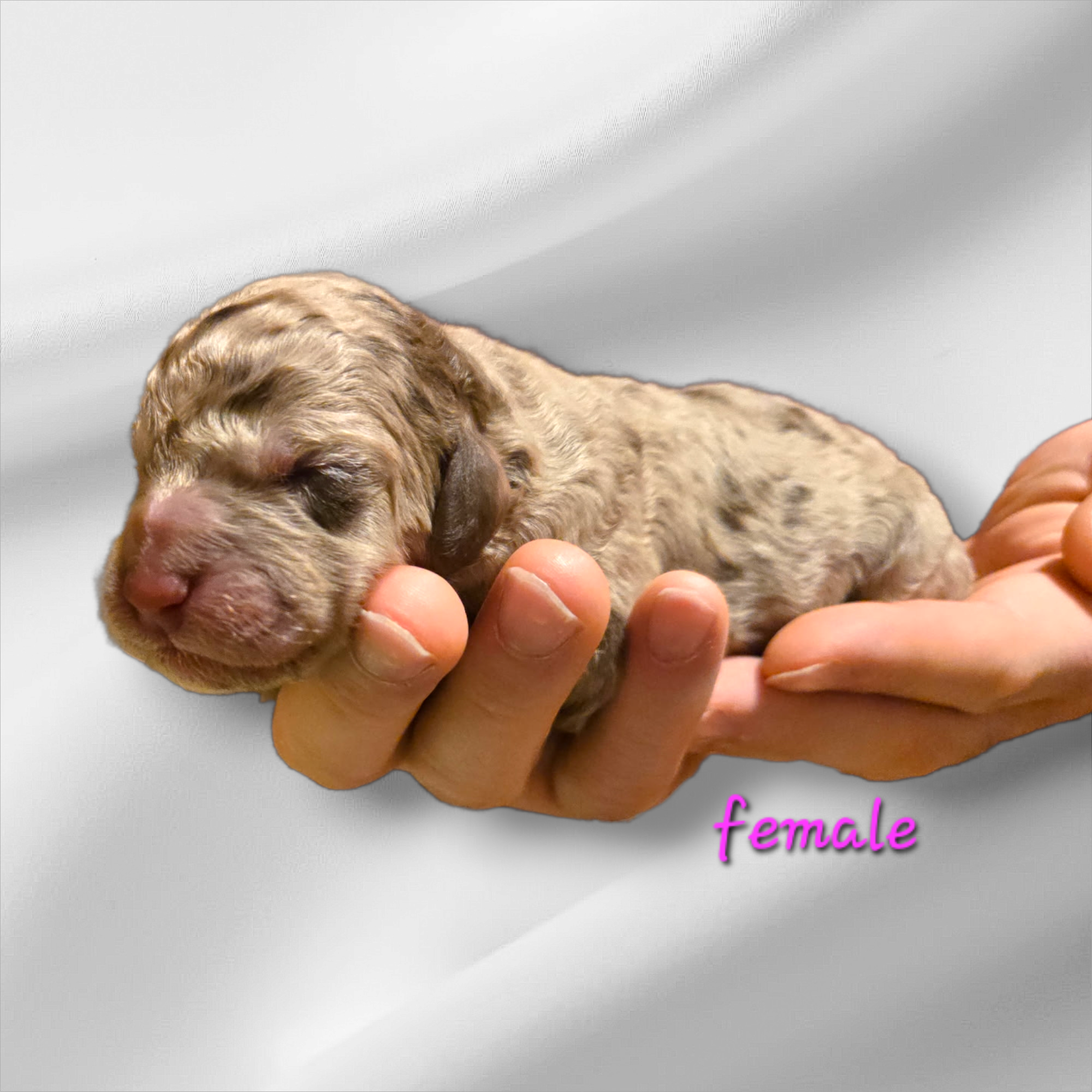 Bernedoodle Puppy For Sale