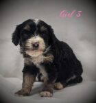 Bernedoodle Puppy for sale