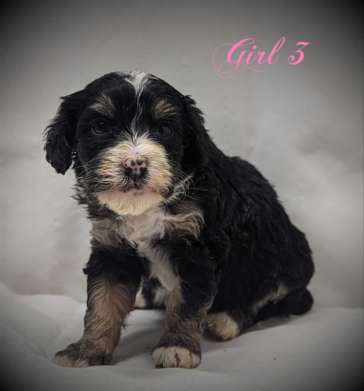 Bernedoodle Puppy for sale