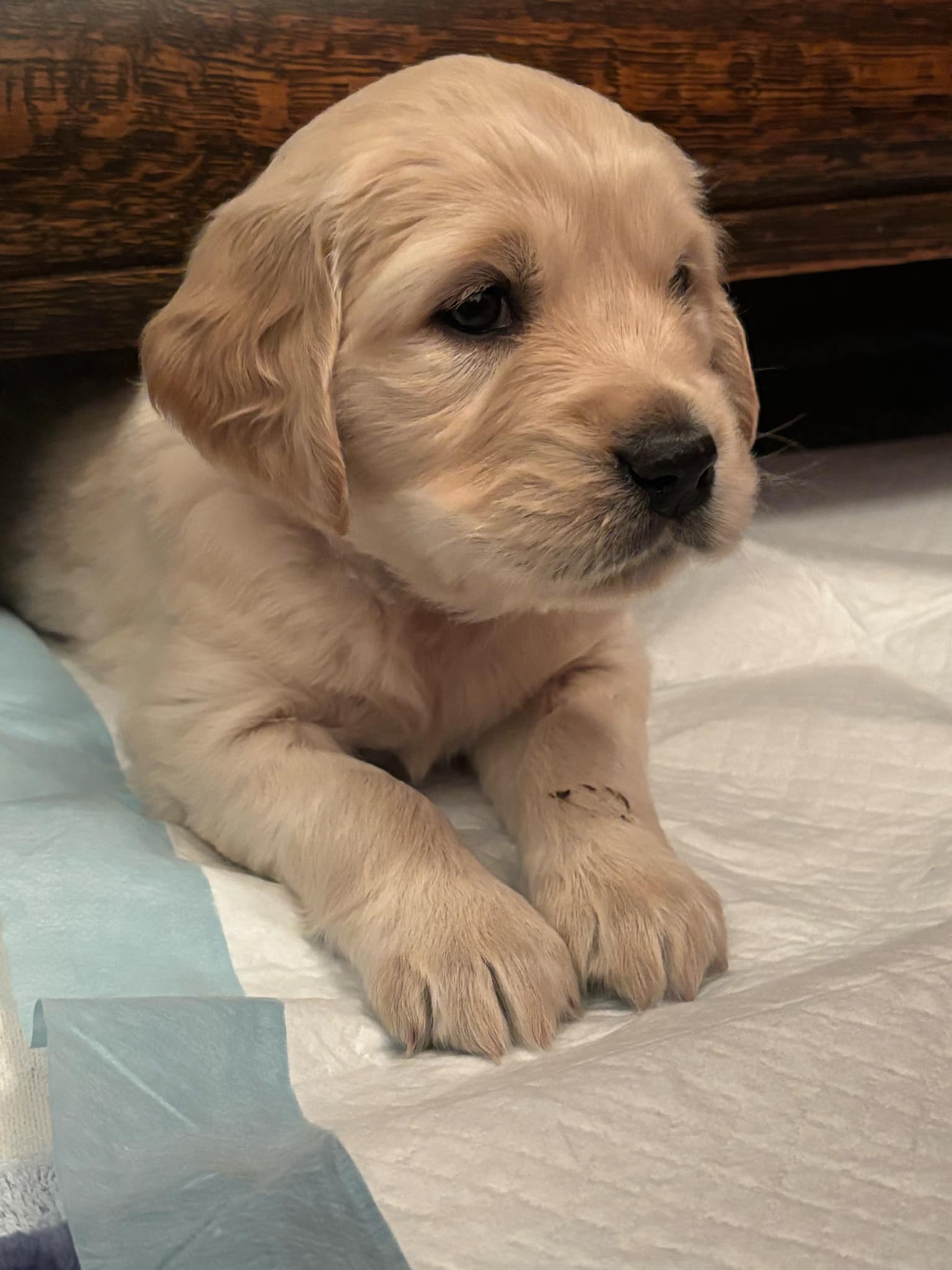 Golden Retriever Puppies for sale