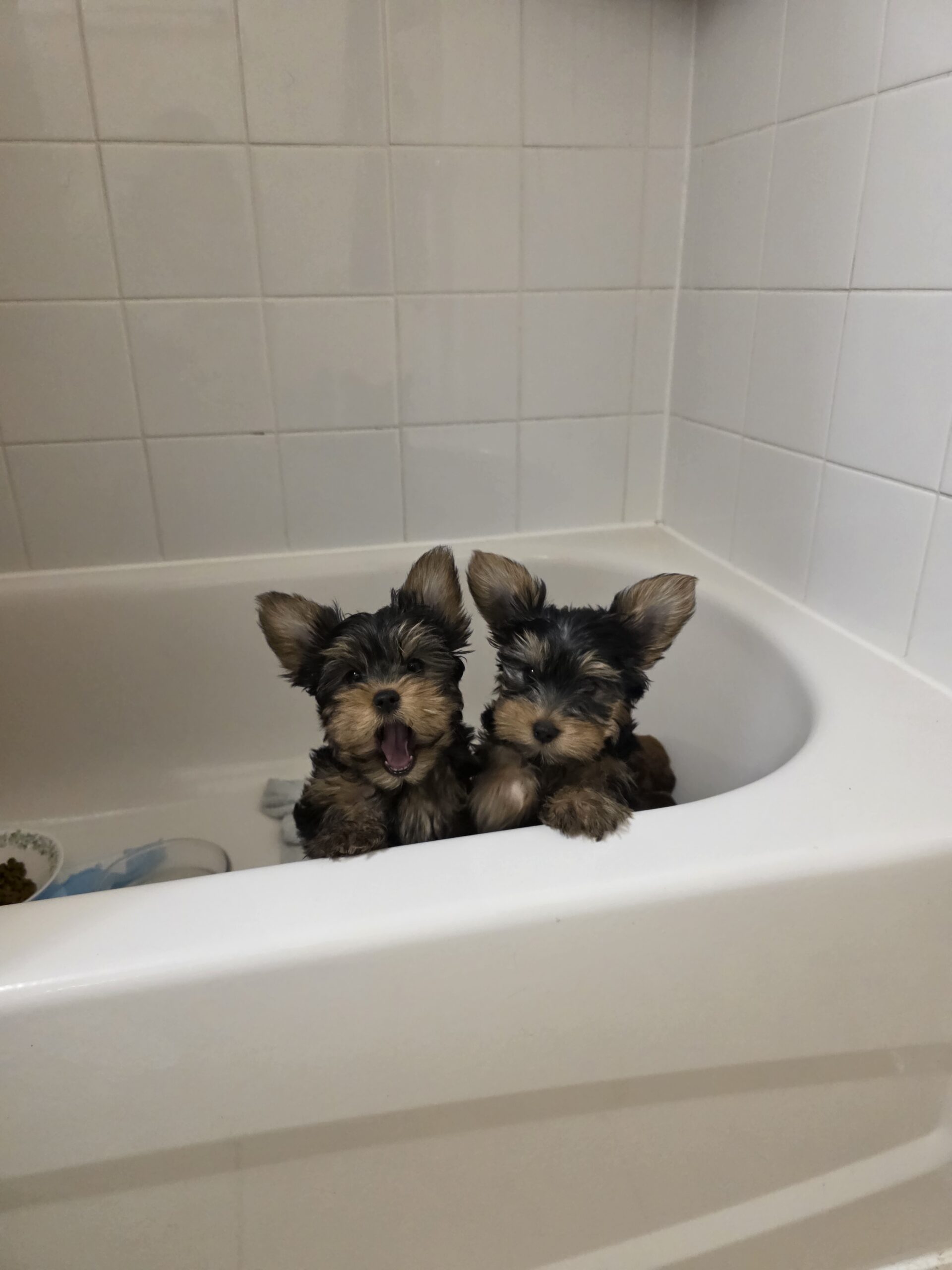 Yorkshire Terrier teacup puppies for sale