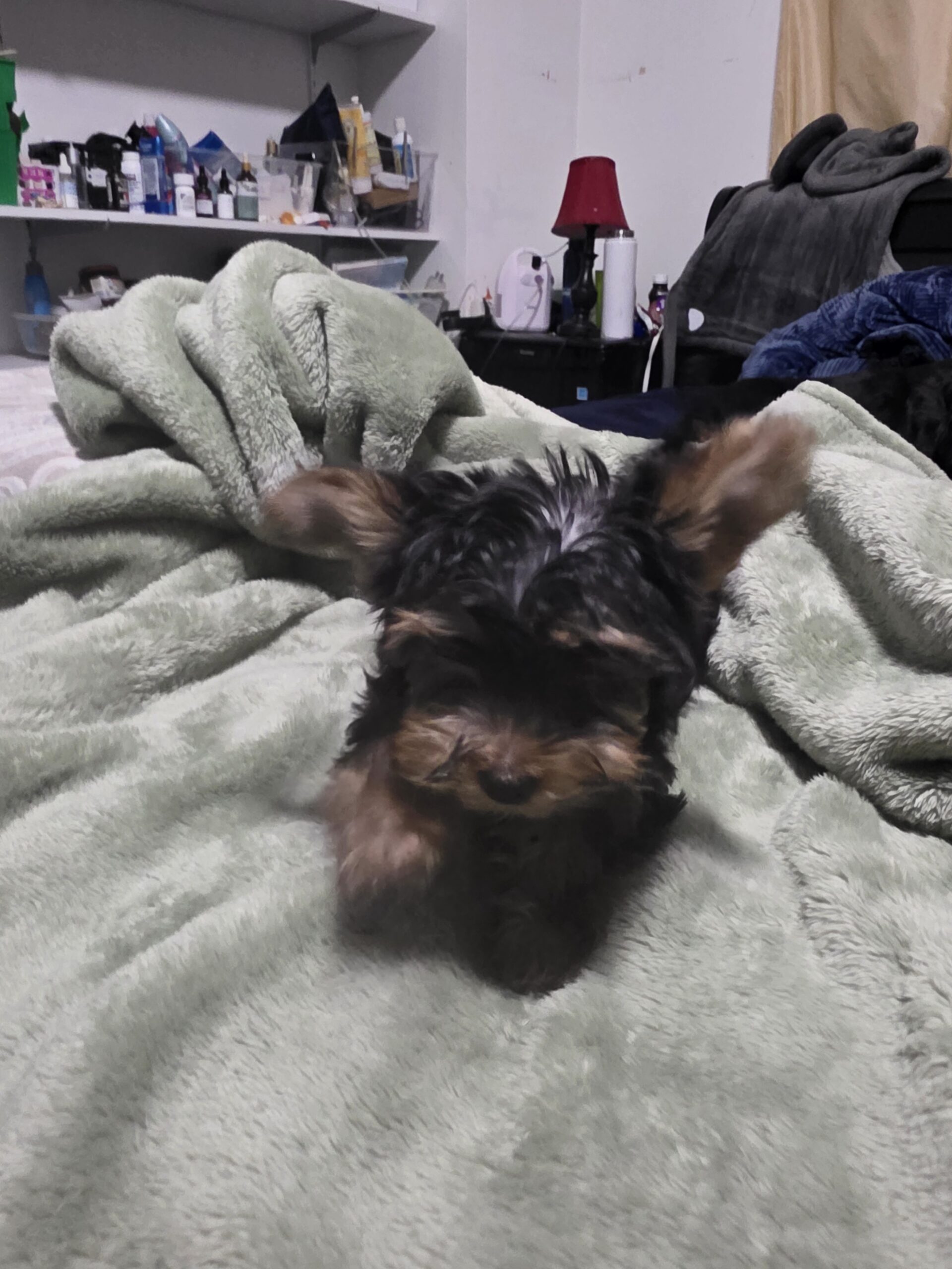 Yorkshire Terrier teacup puppies for sale